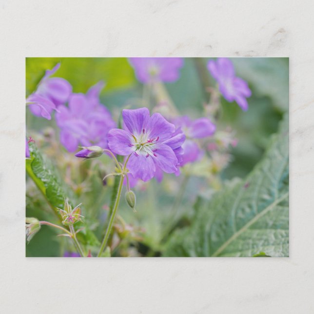Postal Flor silvestre Lilac Foto Geranium Flor botánica (Anverso)