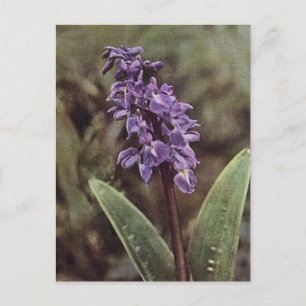 Postal Flor silvestre: Orquídeas Púrpura Tempranas