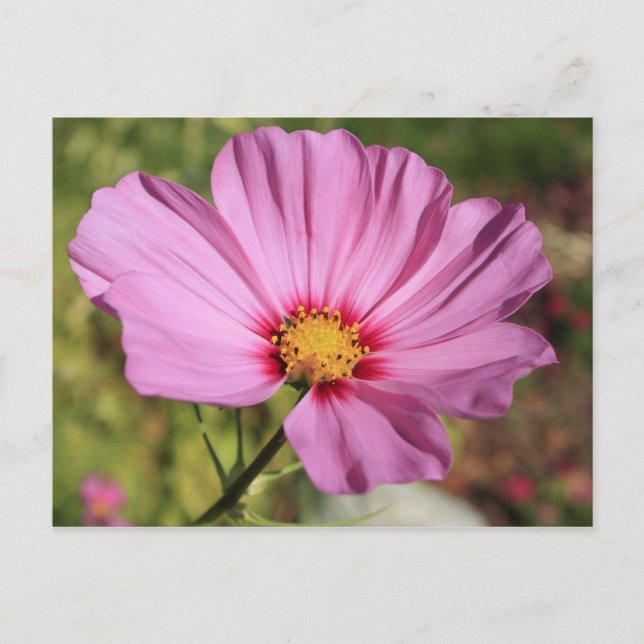 Postal Flor solitaria (Anverso)