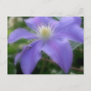 Postal Flor suave morada de clematis