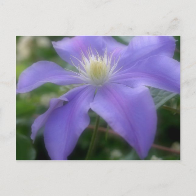 Postal Flor suave morada de clematis (Anverso)