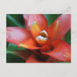 Postal Flor tropical # 3