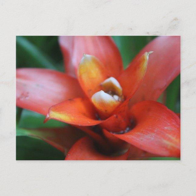 Postal Flor tropical # 3 (Anverso)