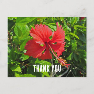 Postal Flor Tropical Agradecida Floral Rosa Brillante