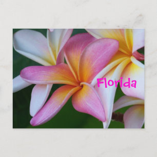 Postal Flor tropical de Florida