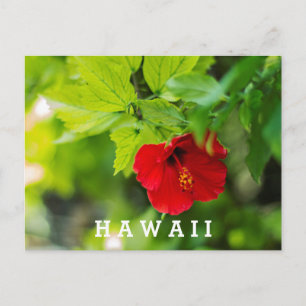 Postal Flor tropical de Hibiscus Hawai