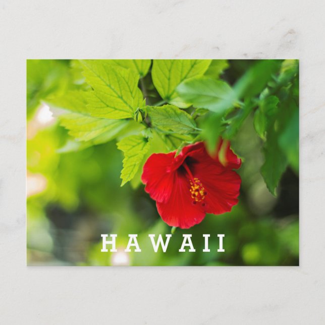 Postal Flor tropical de Hibiscus Hawai (Anverso)
