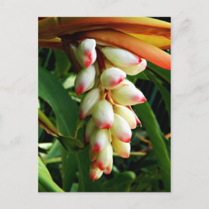 Postal Flor tropical exótica