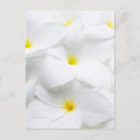 Flor tropical frangipani-hawaiana de Plumeria blan