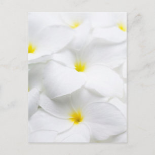 Postal Flor tropical frangipani-hawaiana de Plumeria blan