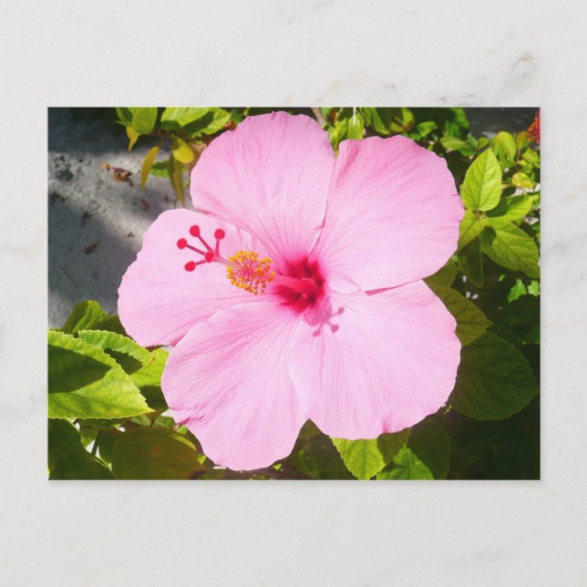 Postal Flor tropical Hibiscus rosa (Anverso)