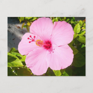 Postal Flor tropical Hibiscus rosa