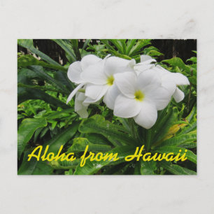 Postal Flor tropical Plumeria blanca Aloha Hawaii