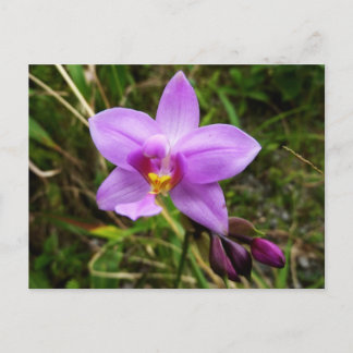 Postal Flor tropical púrpura de orquídea salvaje