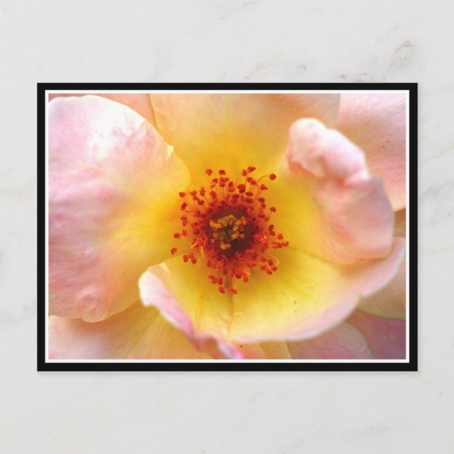 Postal Flor ultravioleta (Anverso)