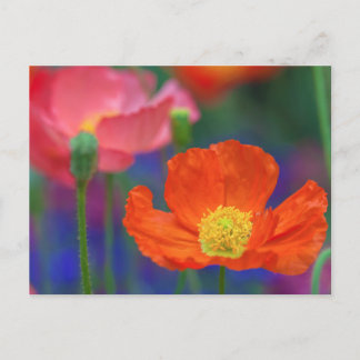 Postal Flor vibrante de amapola naranja