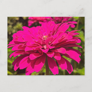 Postal Flor vibrante de Zinnia Magenta - Athens Georgia