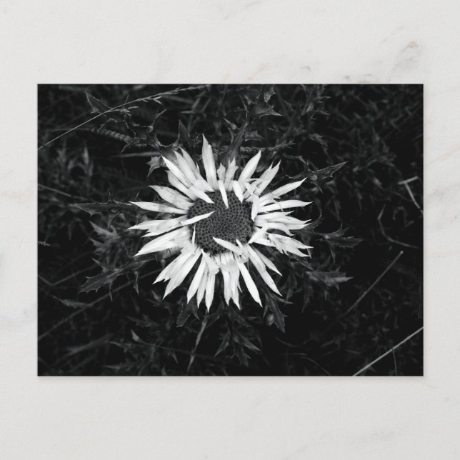 Postal Flor vieja (Anverso)