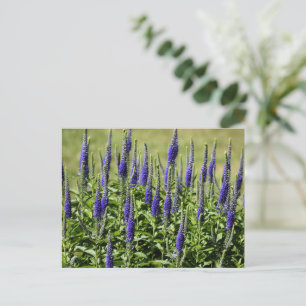 Postal Flor Violet Blazing Start