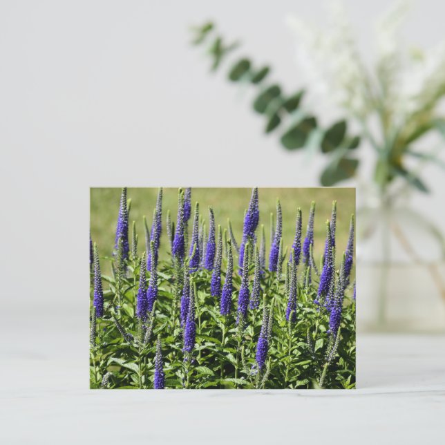 Postal Flor Violet Blazing Start (Anverso de pie)
