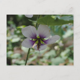 Postal Flor violeta