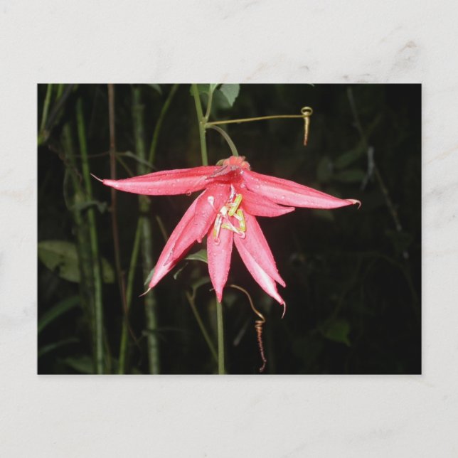 Postal Flor, Volcán Arenal, Costa Rica (Anverso)