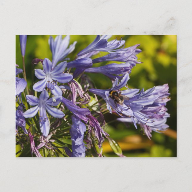 Postal Flor y abeja agapanthus (Anverso)