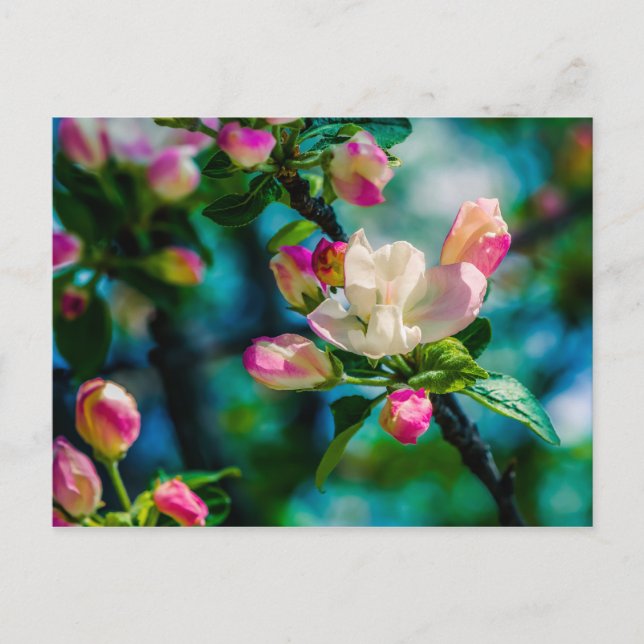 Postal Flor y brotes de arvejas (Anverso)