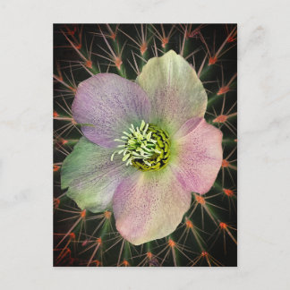 Postal Flor y saltamontes
