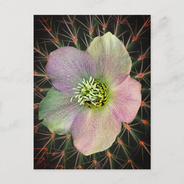 Postal Flor y saltamontes (Anverso)