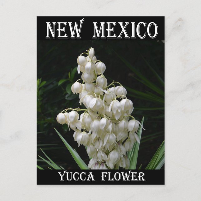 Postal Flor Yucca de Nuevo México (Anverso)