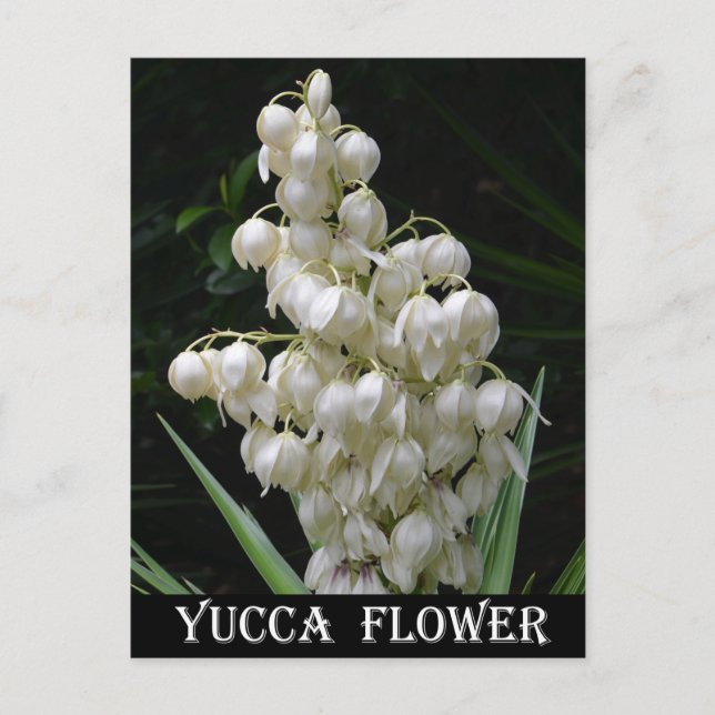 Postal Flor Yucca de Nuevo México (Anverso)
