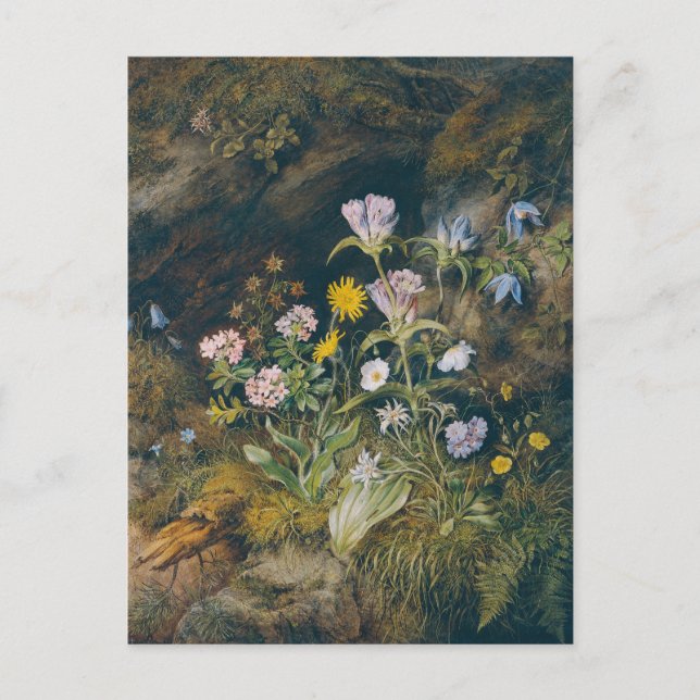 Postal Flora alpina | Theodor Petter (Anverso)
