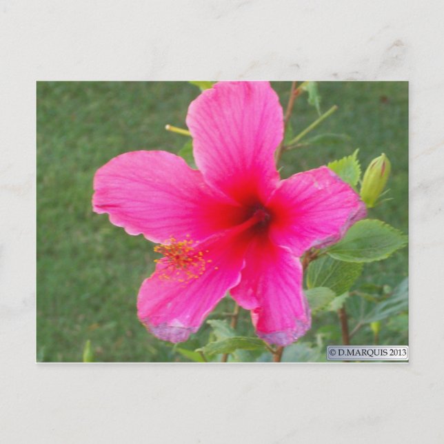 POSTAL FLORA COLORIDA #6 (Anverso)