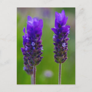 Postal flora de lavanda