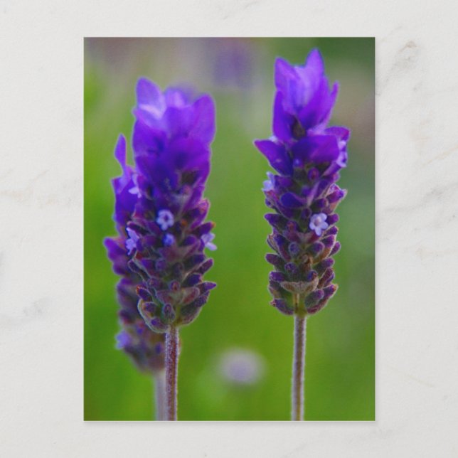 Postal flora de lavanda (Anverso)