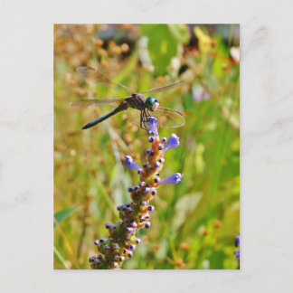 Postal Flora de lavanda
