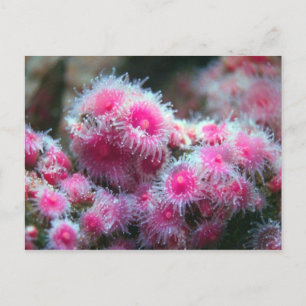 Postal Flora oceánica