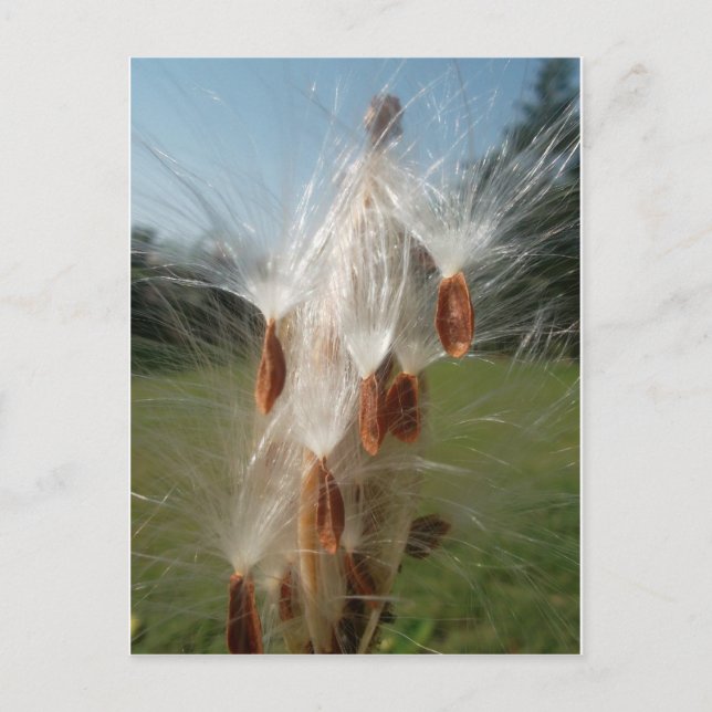 Postal Flora y fauna de la época flotando.jpg (Anverso)