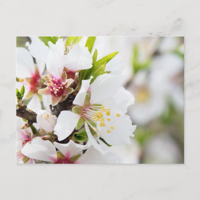 Postal Floración de almendros (Anverso)
