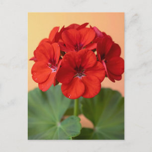 Postal Floración floral de geranio rojo vibrante