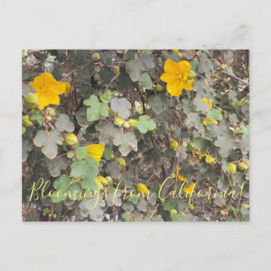 Postal Floraciones de California: Arbusto de Franela