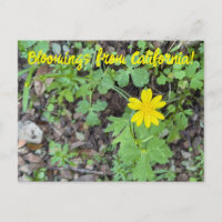 Floraciones de California: Botón de Oro
