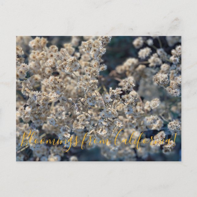 Postal Floraciones de California: California Everlasting  (Anverso)
