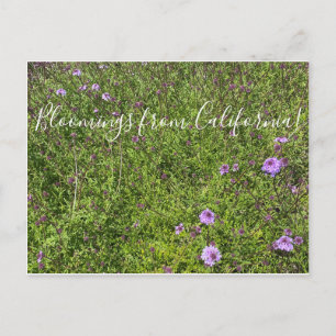 Postal Floraciones de California: De La Mina Verbena
