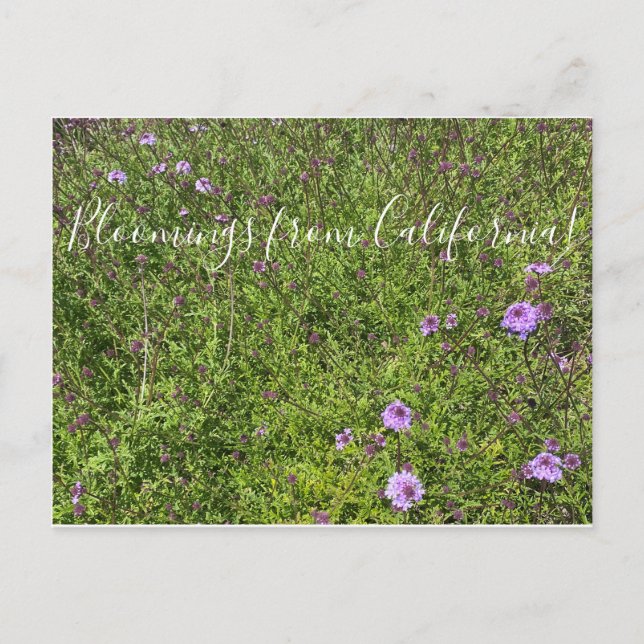 Postal Floraciones de California: De La Mina Verbena (Anverso)