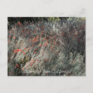 Postal Floraciones de California: Fuchsia de septiembre