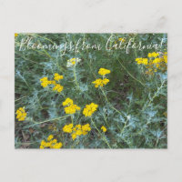 Floraciones de California: Girasol de costa