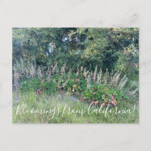 Postal Floraciones de California: Isla Alum Root