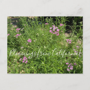 Postal Floraciones de California: Isla Pink